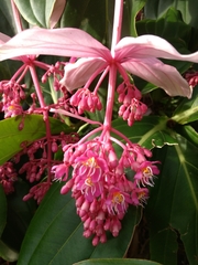 Medinilla magnifica