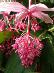 Medinilla magnifica