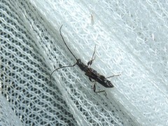 Molorchus umbellatarum