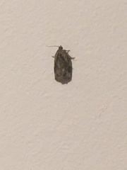 Archips grisea