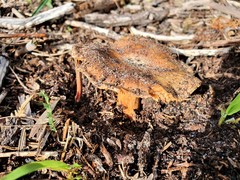 Cortinarius phalarus