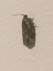 Archips grisea