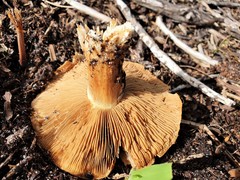 Cortinarius phalarus