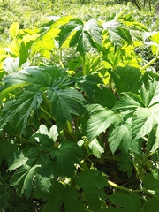 Heracleum maximum