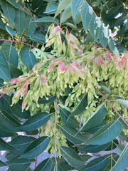 Ailanthus altissima