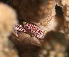 Trapezia rufopunctata