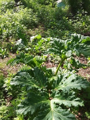 Heracleum sosnowskyi