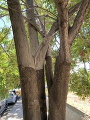 Ailanthus altissima