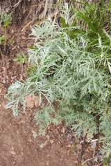 Artemisia messerschmidtiana