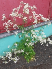 Anthriscus sylvestris