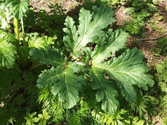 Heracleum sosnowskyi