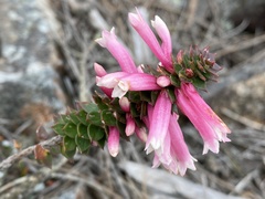 Epacris reclinata