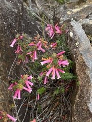 Epacris reclinata