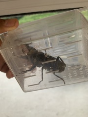 Serrognathus titanus castanicolor