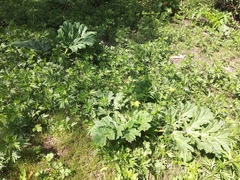Heracleum sosnowskyi