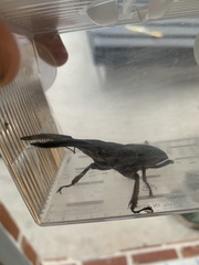 Serrognathus titanus castanicolor