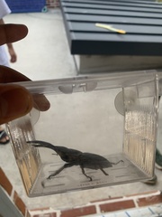 Serrognathus titanus castanicolor