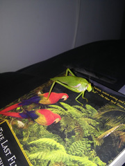 Philophyllia guttulata