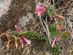 Epacris reclinata