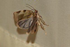 Choristoneura hebenstreitella