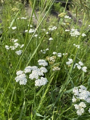 Achillea acuminata