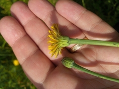Hypochaeris radicata