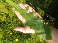 Hypochaeris radicata