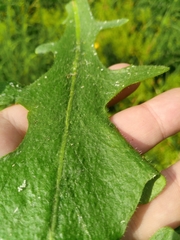 Hypochaeris radicata