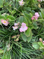 Begonia semperflorens-cultorum