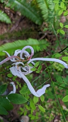 Exobasidium parvifolii