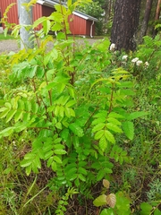 Sorbus aucuparia