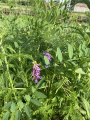 Vicia amurensis