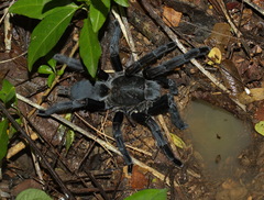 Selenocosmiinae