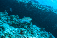 Caranginae