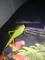 Philophyllia guttulata