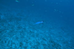 Caesio lunaris