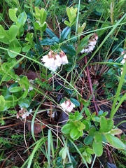 Vaccinium vitis-idaea