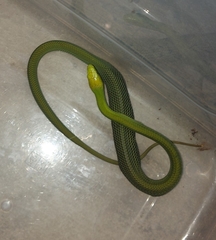 Dendroaspis angusticeps