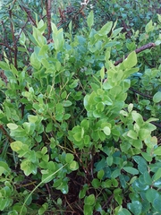 Vaccinium myrtillus