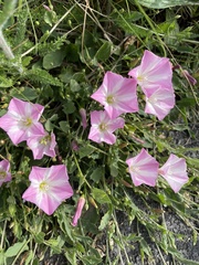 Convolvulus arvensis