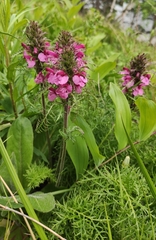 Pedicularis rubens