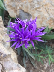 Centaurea fuscomarginata