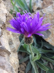 Centaurea fuscomarginata