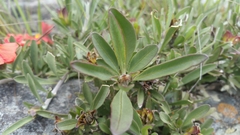 Crossandra grandidieri