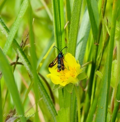 Pyropteron chrysidiforme