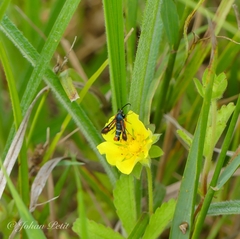 Pyropteron chrysidiforme
