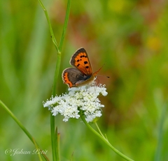 Lycaena phlaeas
