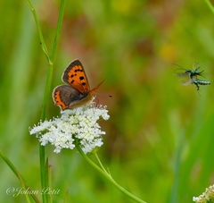 Lycaena phlaeas