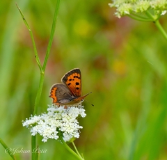 Lycaena phlaeas