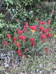 Castilleja martini martini